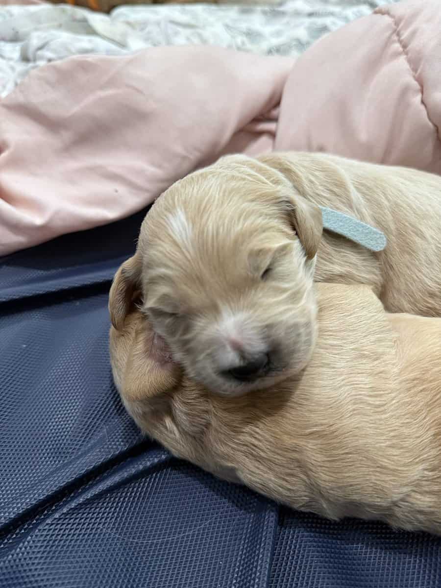 Goldendoodle Puppies - Super Cute! image 1