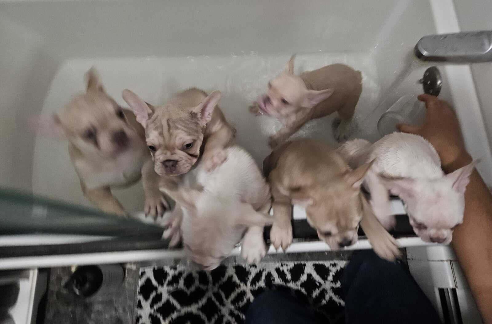 French bulldogs puppies image 4