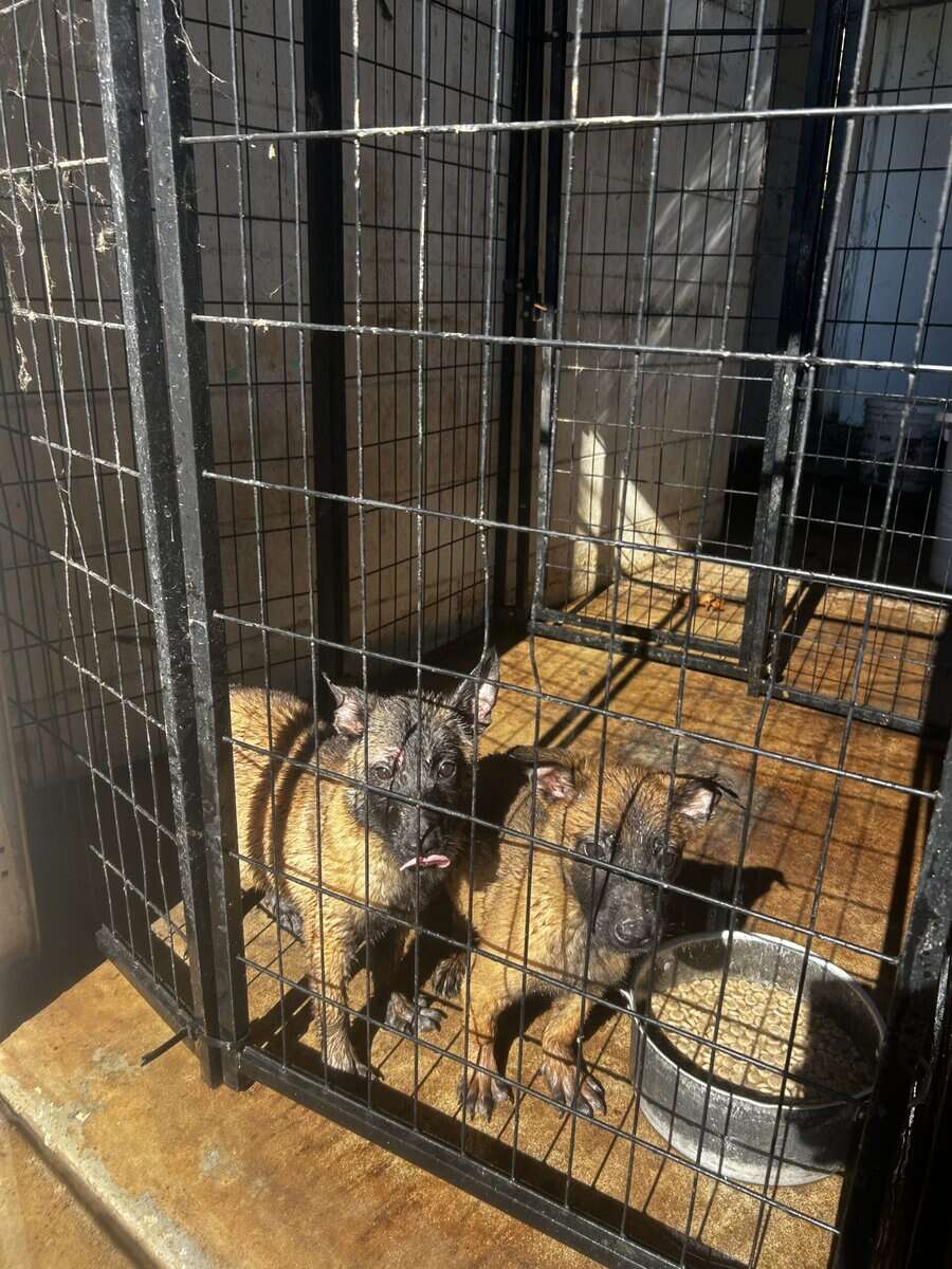 Belgian Malinois puppies image 11