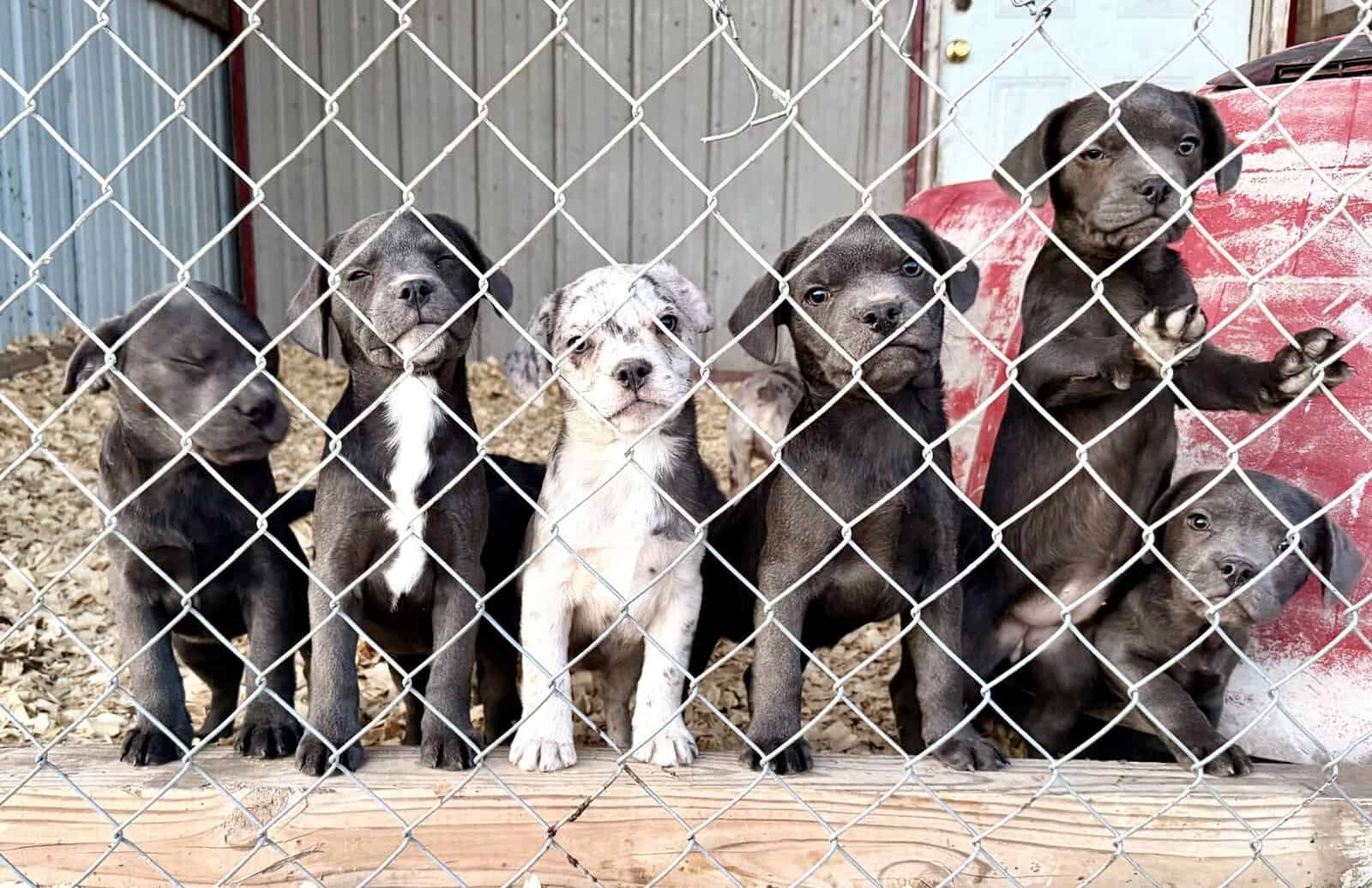 Zelda x Tiaga: Frenchador Litter image 2