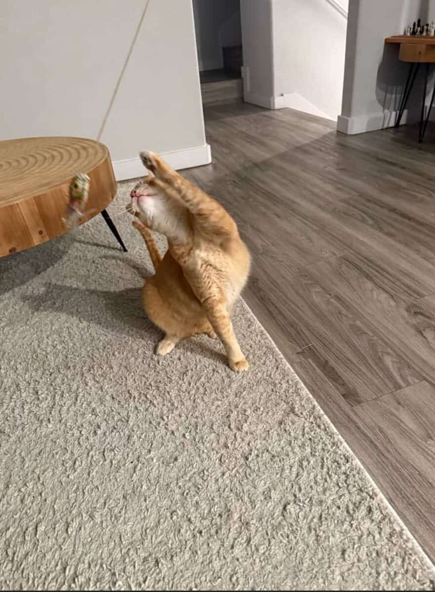 1 year old American Short hair cat (Orange) Free! image 1