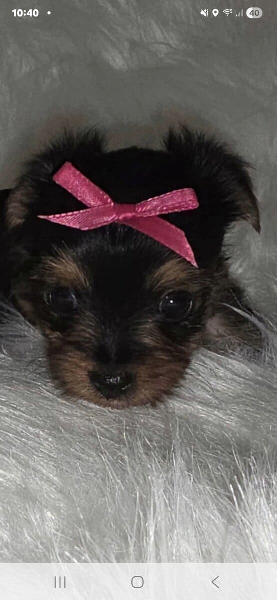AKC tiny teacup yorkie image 4