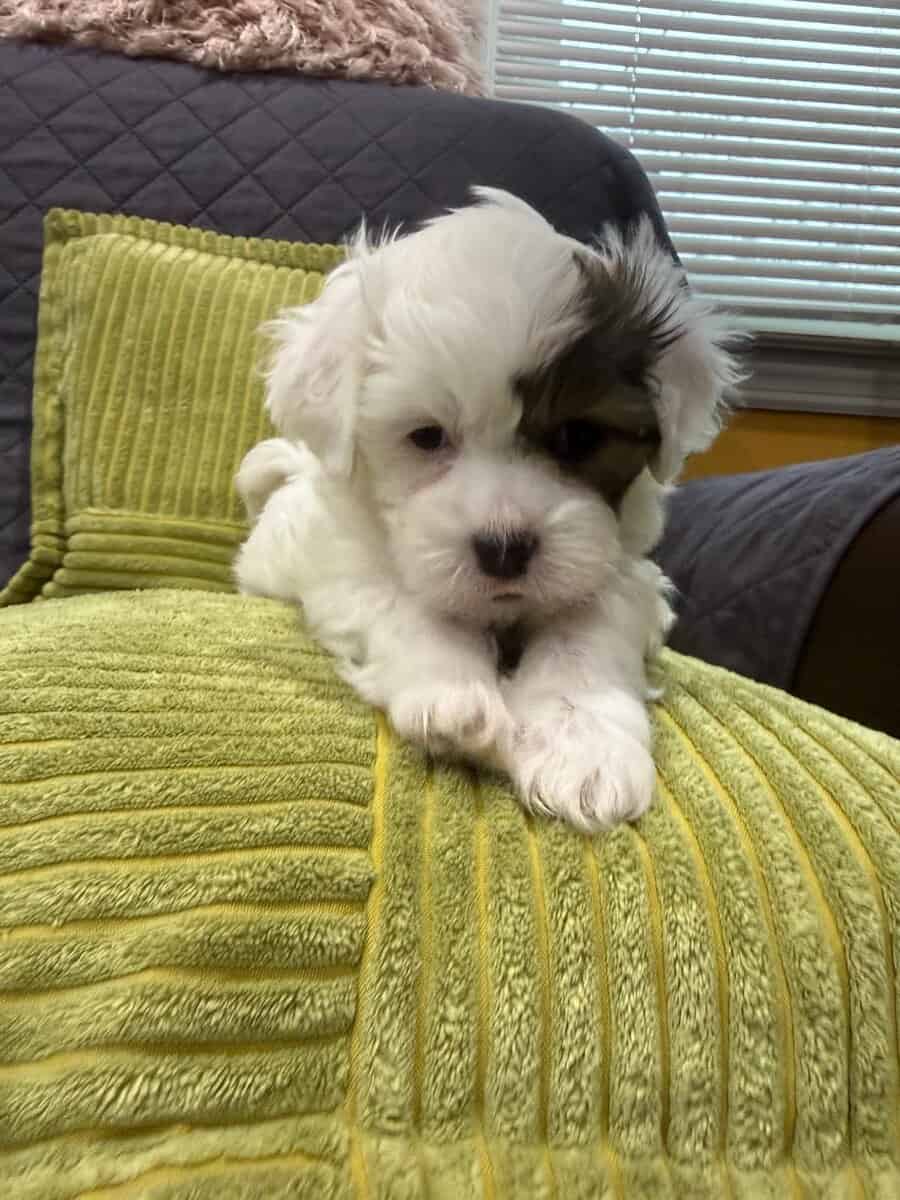 2 puppies on sale image 2