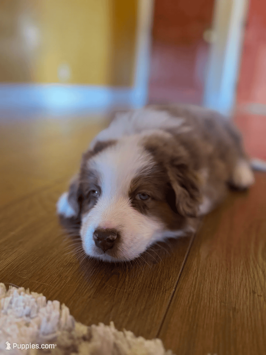 Beautiful Pure breed Aussie puppies image 9