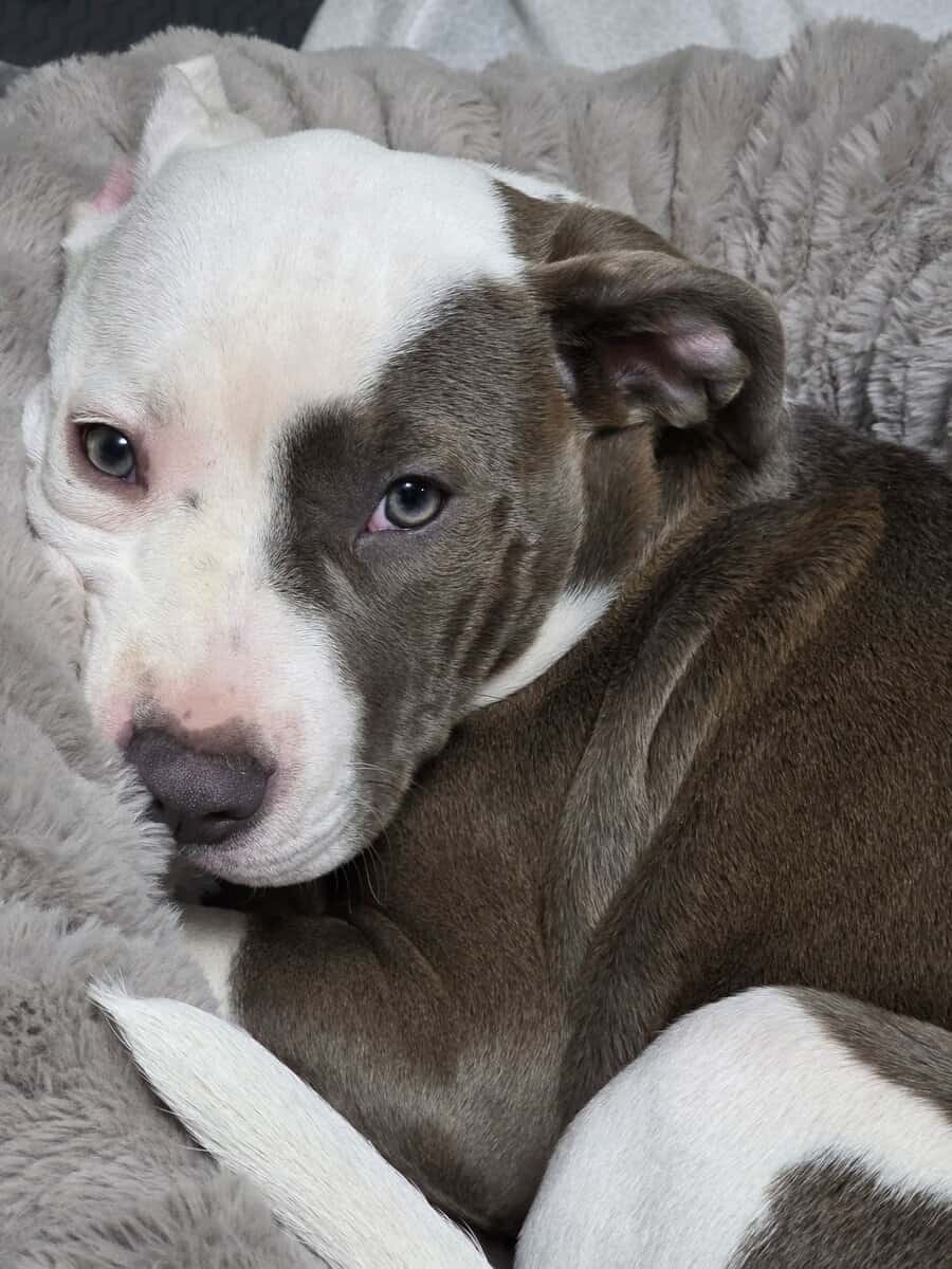 4 month beautiful American Staff Terrier image 4