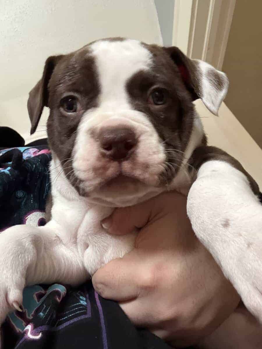 Puppies for Sale! image 2