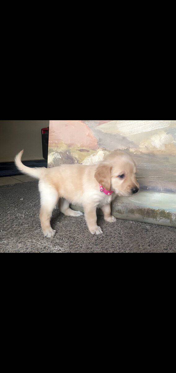 Valentines golden retriever puppies image 2