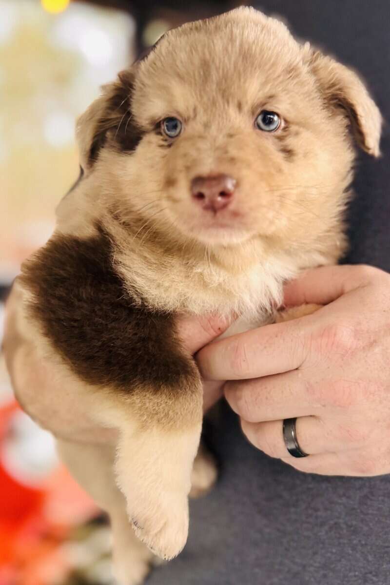 Australian shepherd puppies image 3