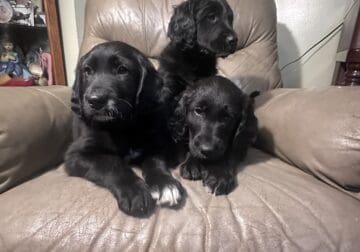 Pyrenees/ Irish setter mix – PRICE DROP