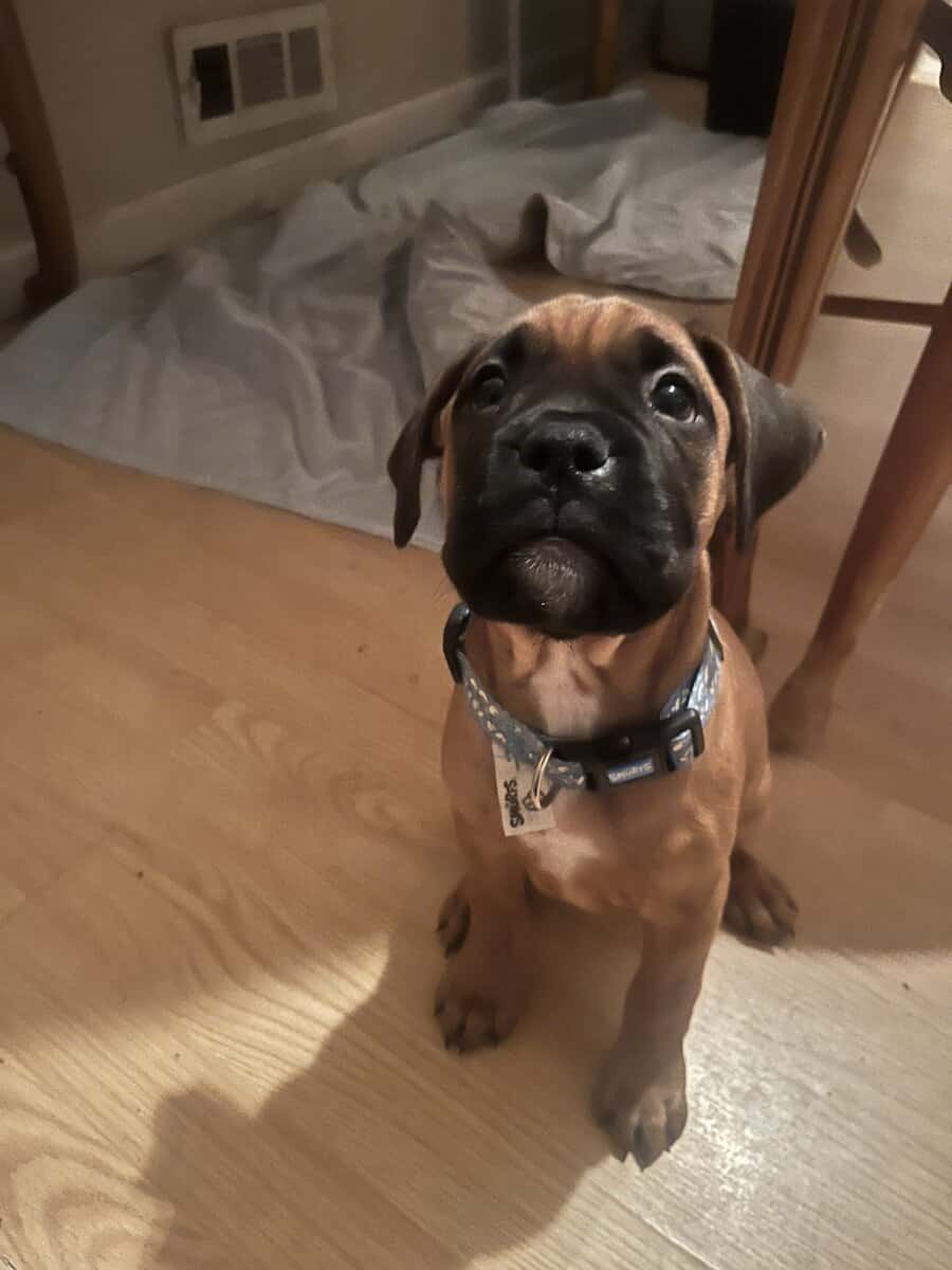 Boxer puppies image 4