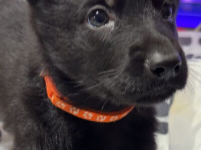 Rex German Shepherd puppy