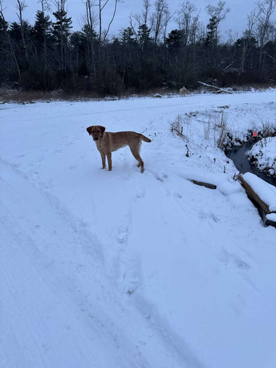 Adult Female (under 2yrs) Red Labrador image 9