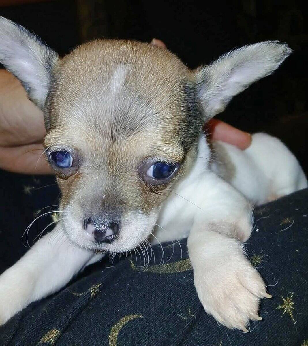 Stunning different colors merle piebald male chihu image 2