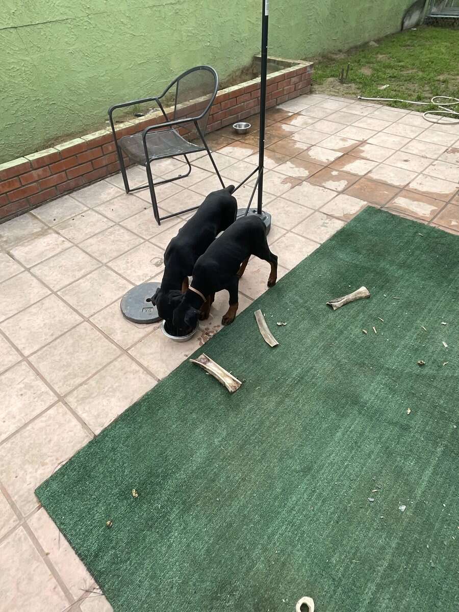Doberman pinscher puppies image 7