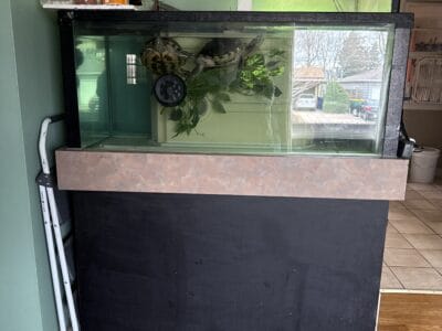 Pair of Red Eared Sliders