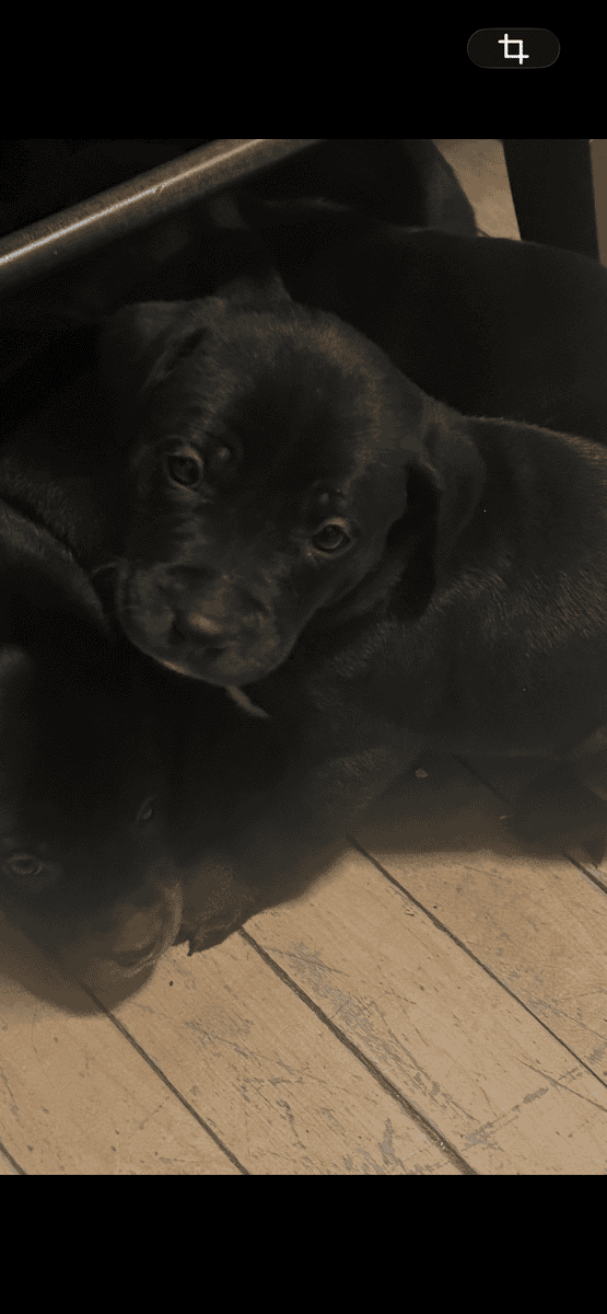 Lab retriever mix with pitbull image 1