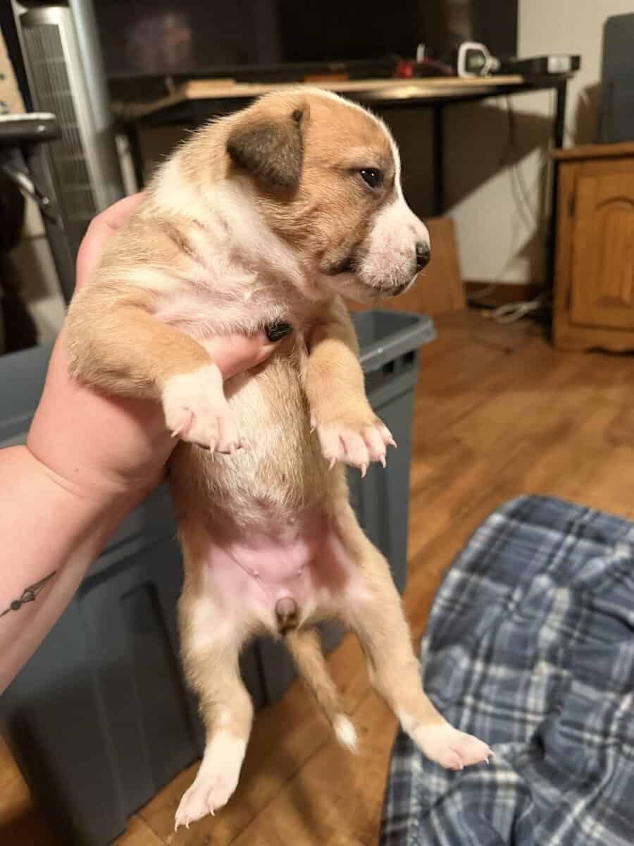 Female Puppies image 4