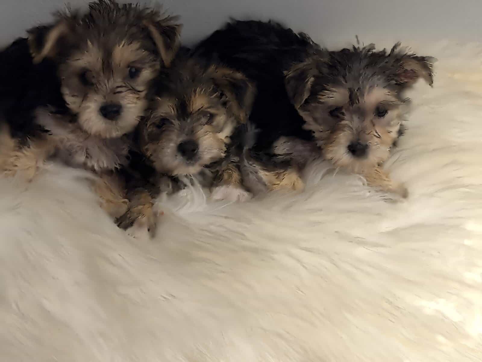 Playful Morkie Babies (Puppies) image 6