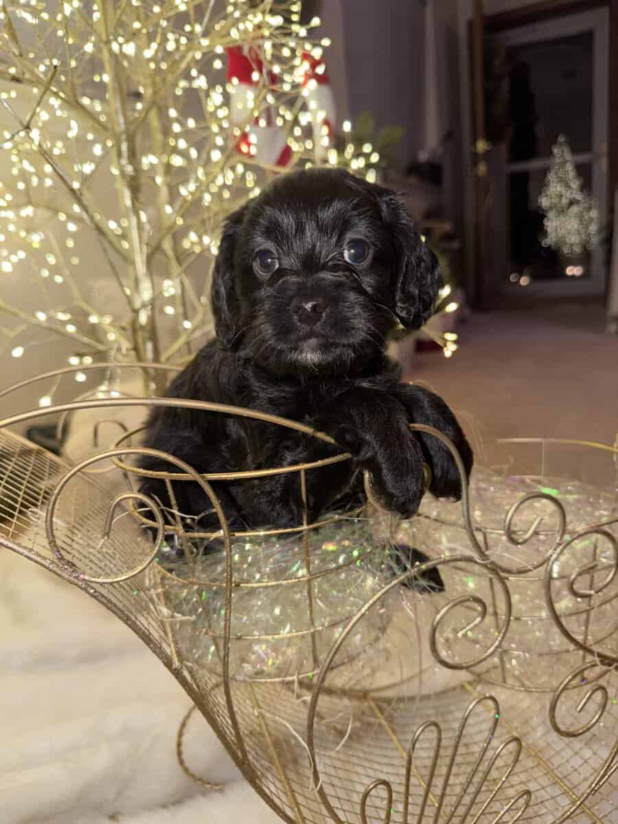 Mini Cockapoo/Aussie Doodle Puppies! image 4