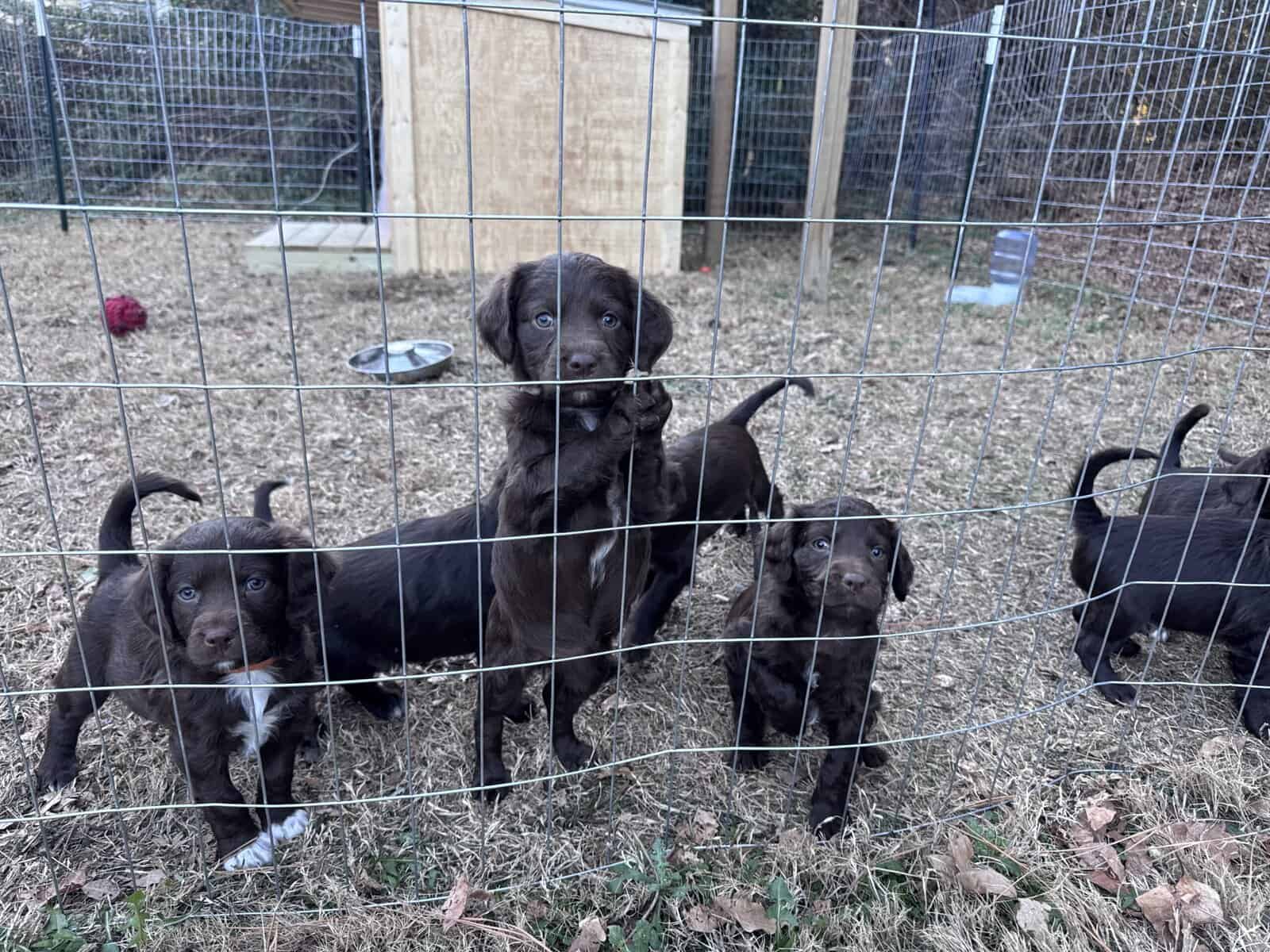 American water spaniel puppies image 2