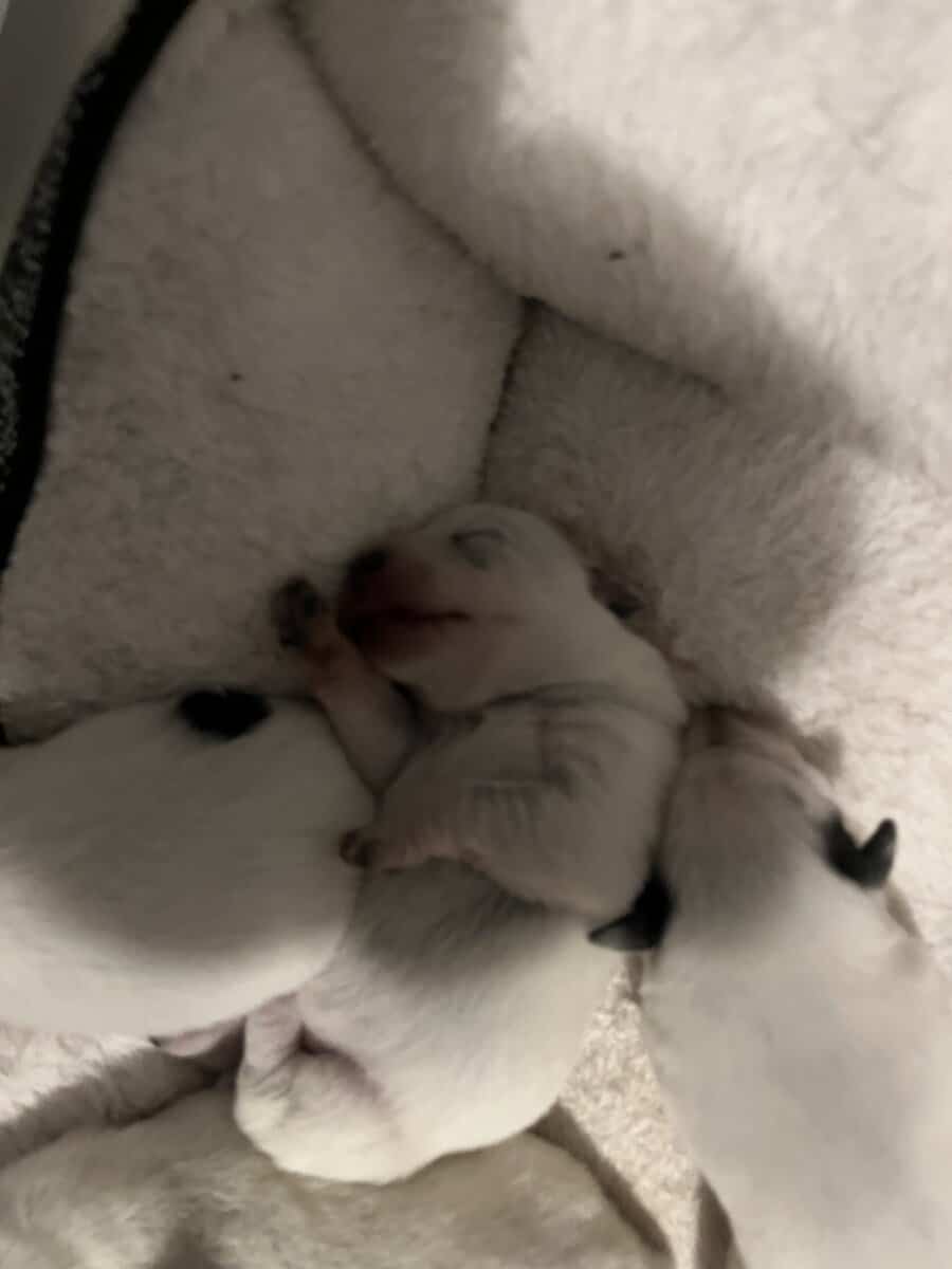 Blue Heeler Pups image 5