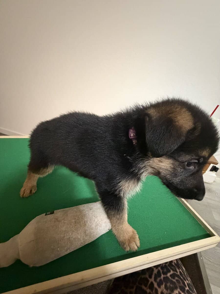 AKC purebred German Shepherd puppies image 7