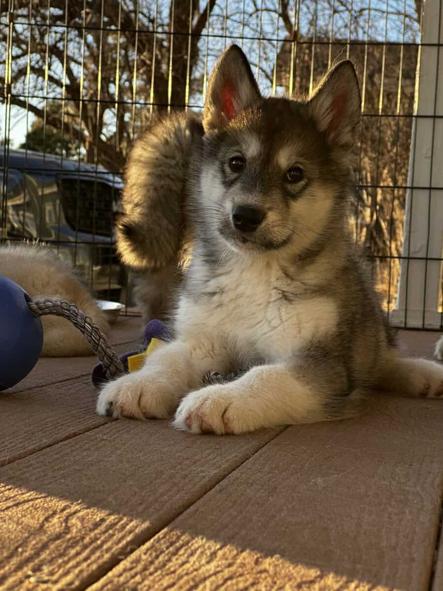 ⭐️ Alaskan Malamute Puppy – Violet image 3