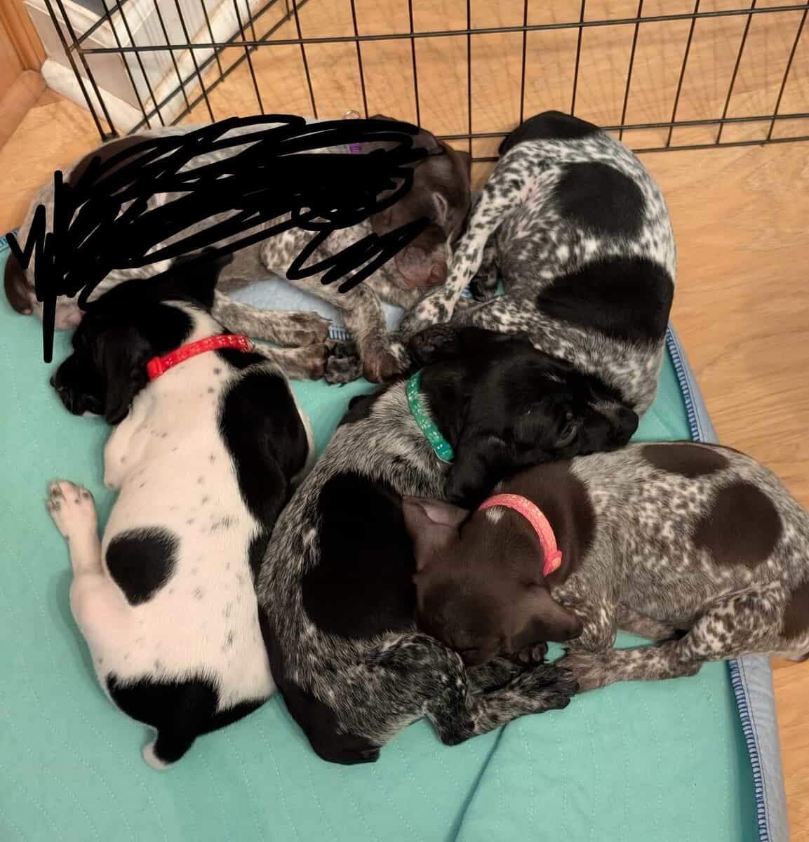 German Shorthair Pointer Puppies image 1