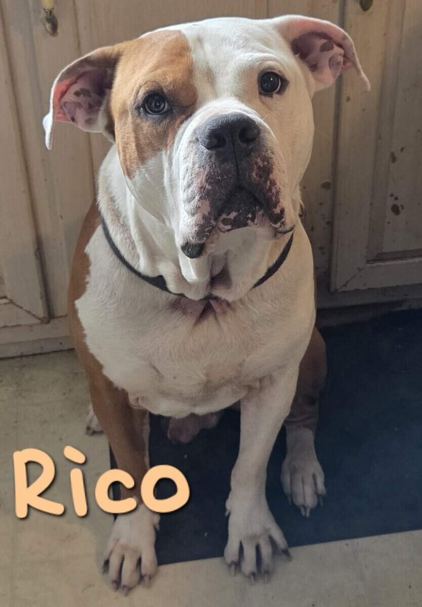 Gorgeous Bully image 1