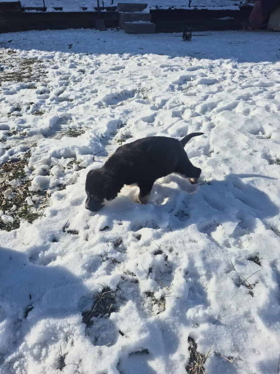 Blue Heeler Mom and German Shepherd Dad puppies image 18