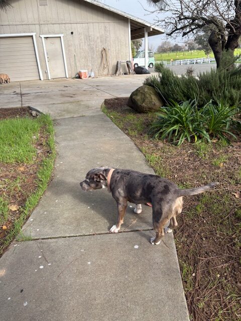 Pitbull mix- spayed female, 2 years, 50 lbs image 4
