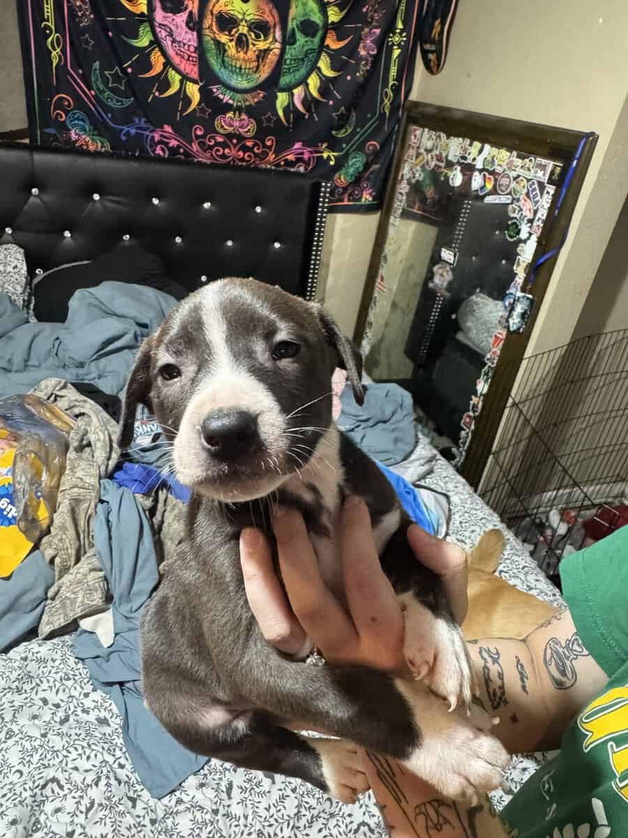 Puppies image 3