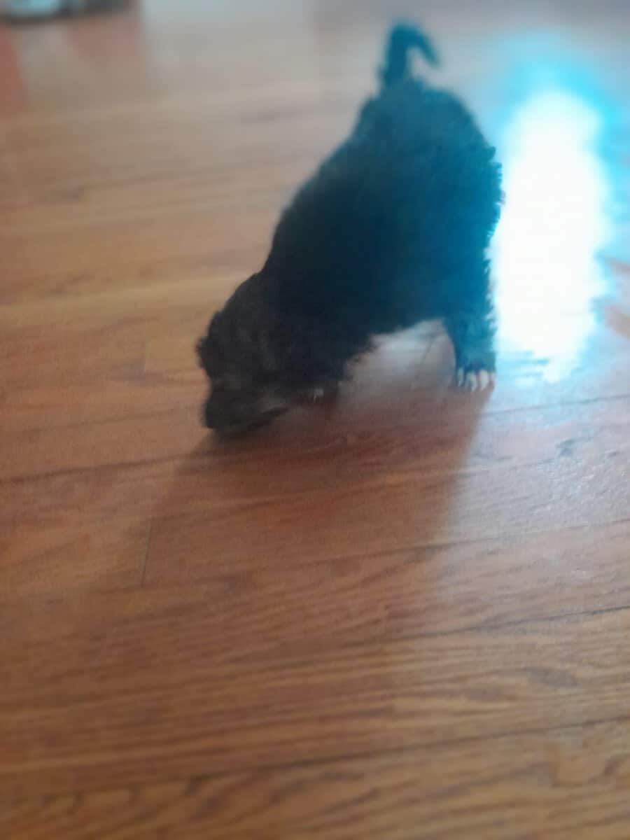 German sheperd/husky mix puppies ready to be rehom image 4