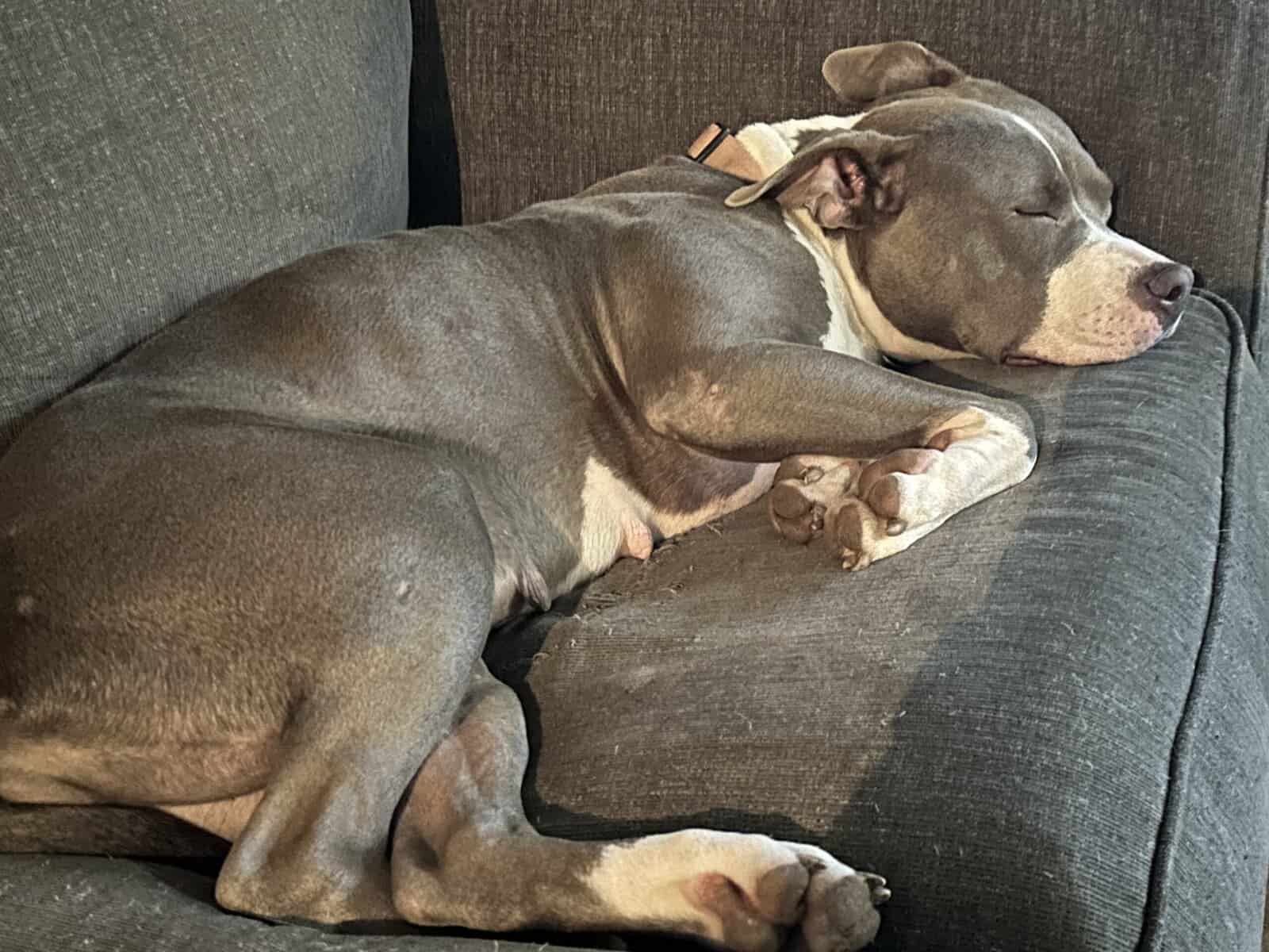 Loving fur baby image 3
