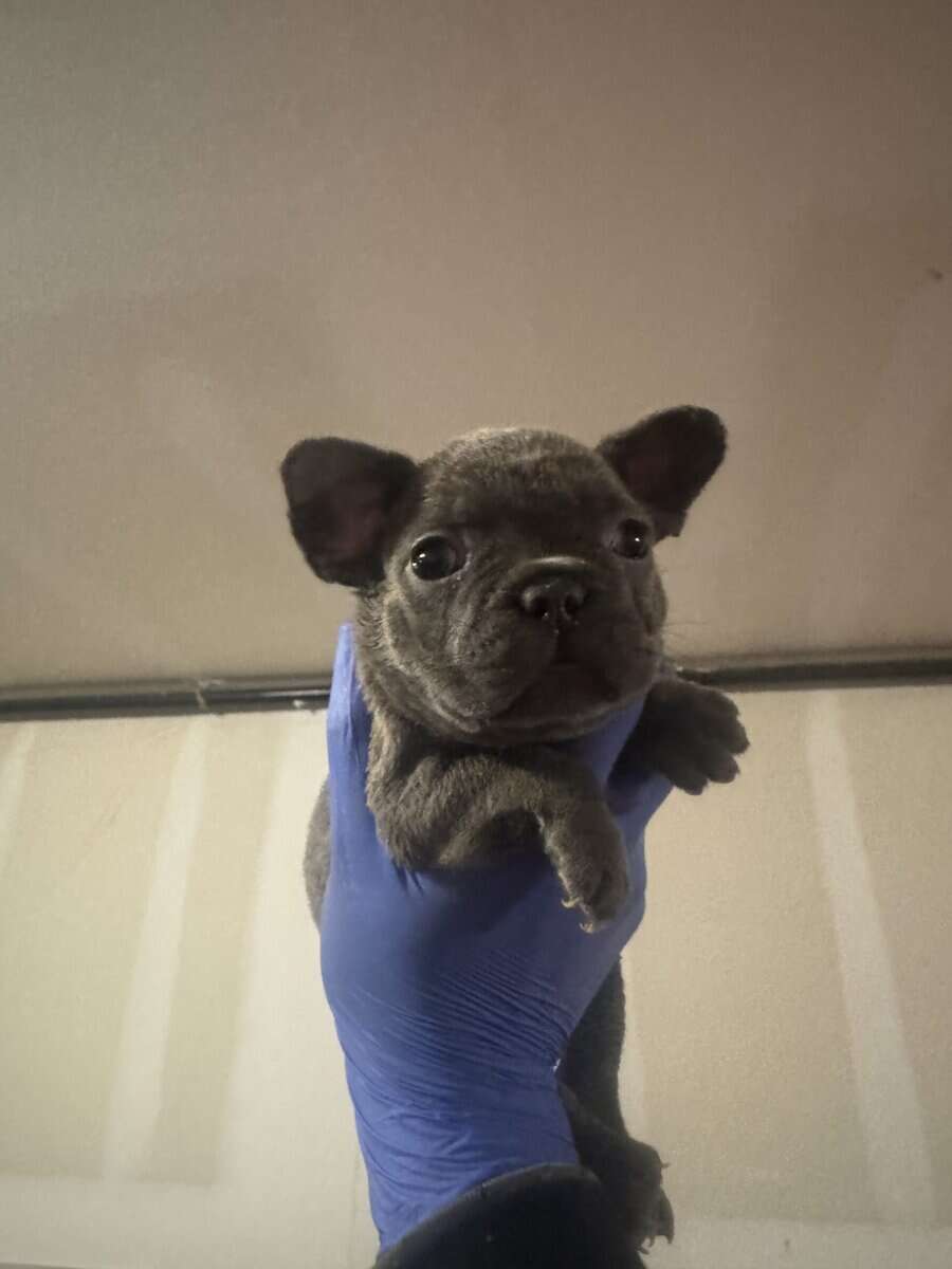French Bulldog pup image 9