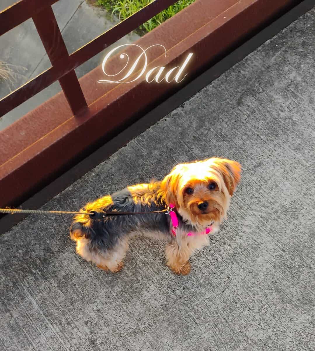Yorkie puppy image 5
