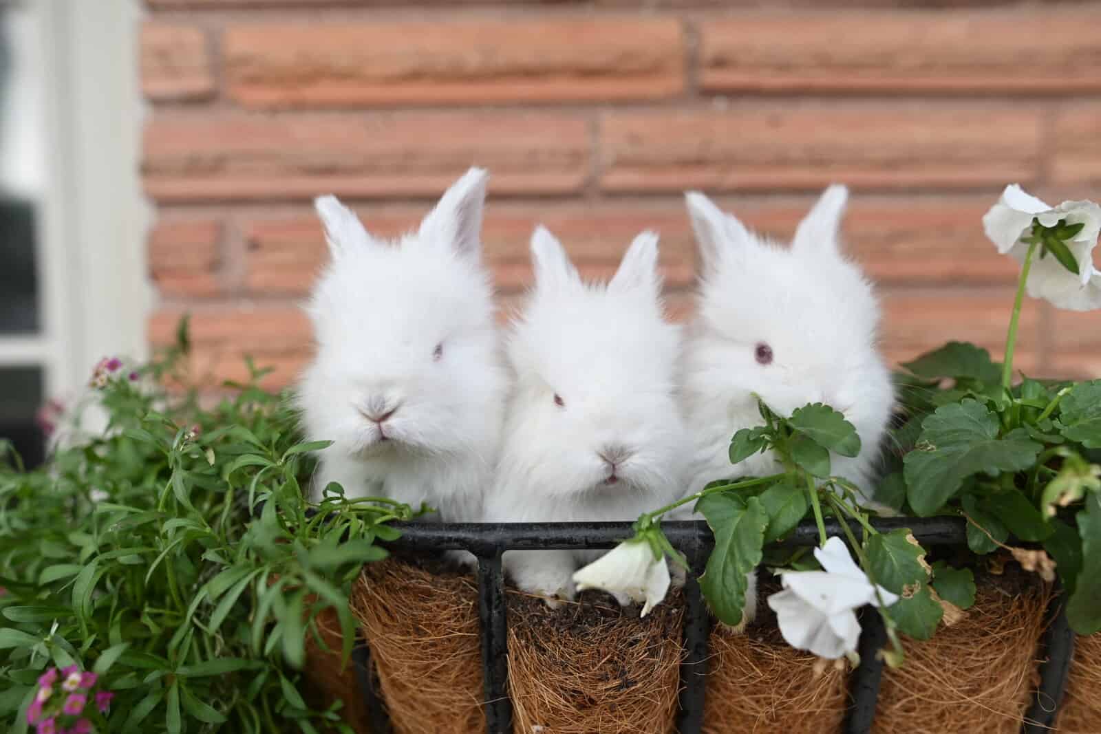 Angora Kits image 1