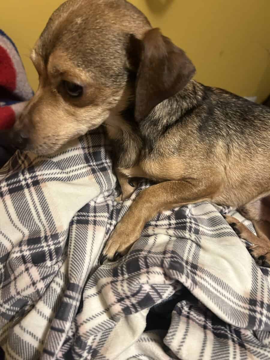 Chihuahua Male image 2