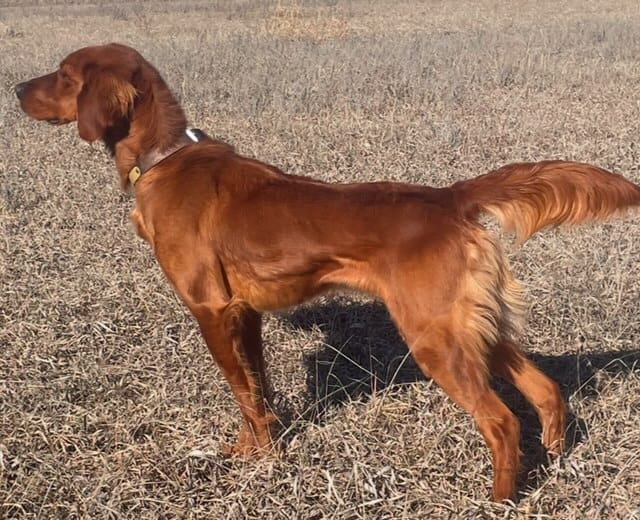 Purebred Irish Setters image 6