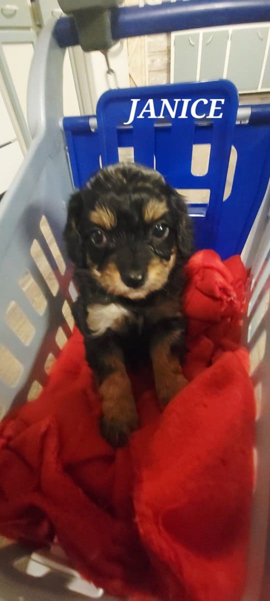 Janice- cavapoo image 1