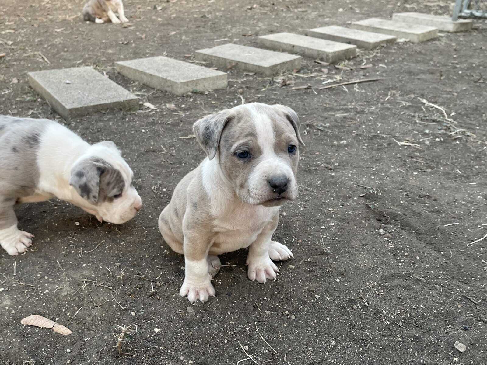 Bully pups image 5