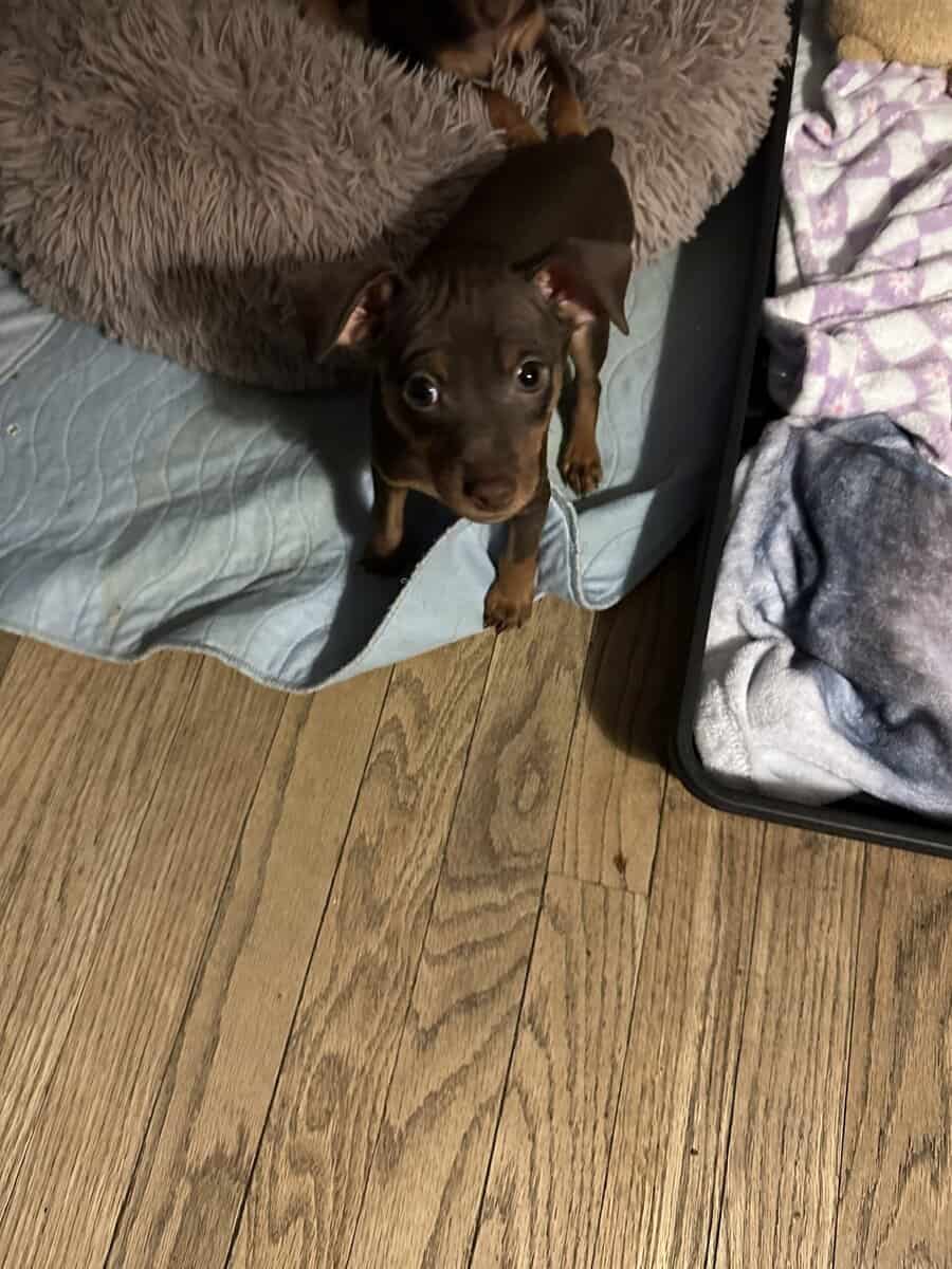 Min pin puppies image 11
