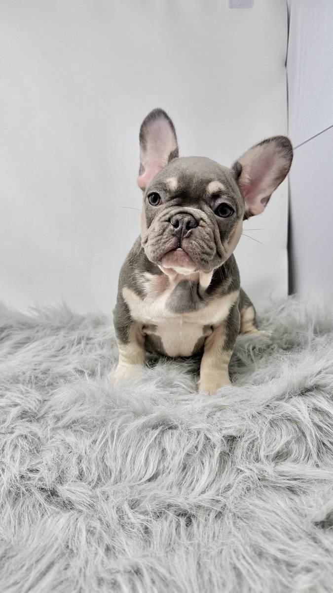 French bulldogs image 1
