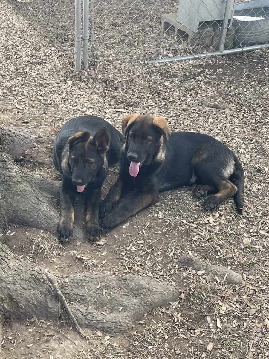 AKC GERMAN SHEPHERD PUPPIES image 1