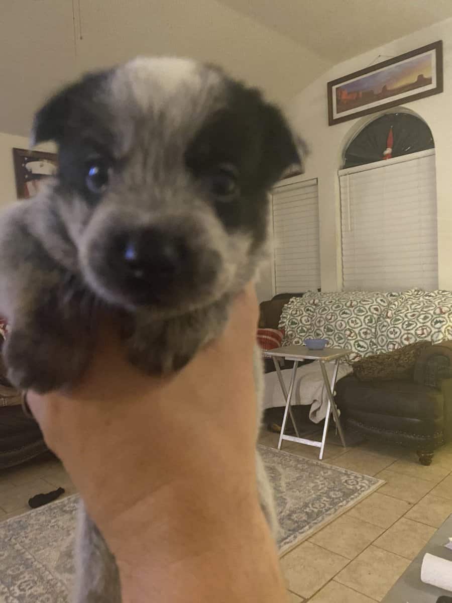 Australian Caddle pups for sale image 2