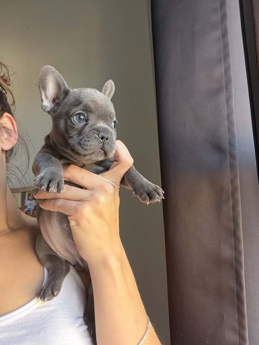 French Bulldog Puppy image 6