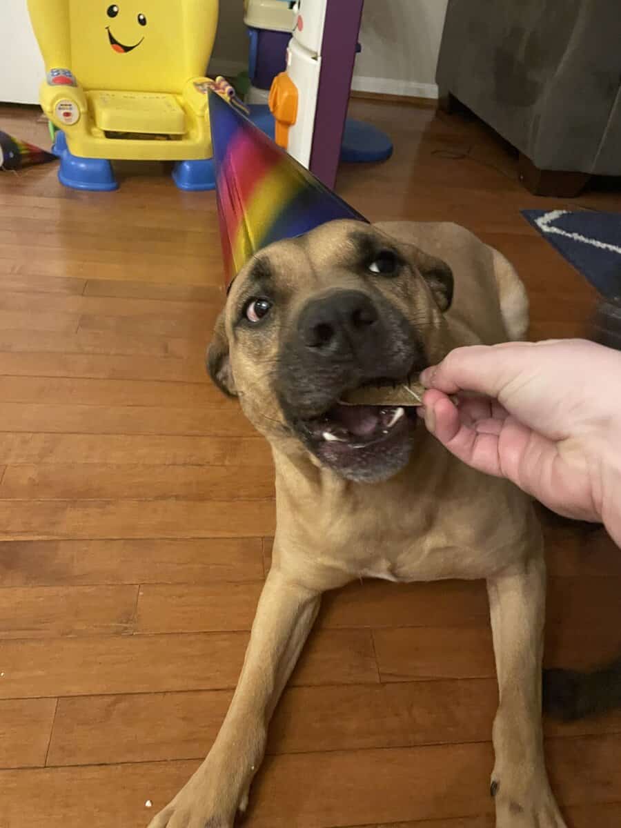 Seeking Forever Home for Sweet Pit Mix image 2