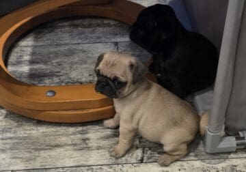 Pug puppies