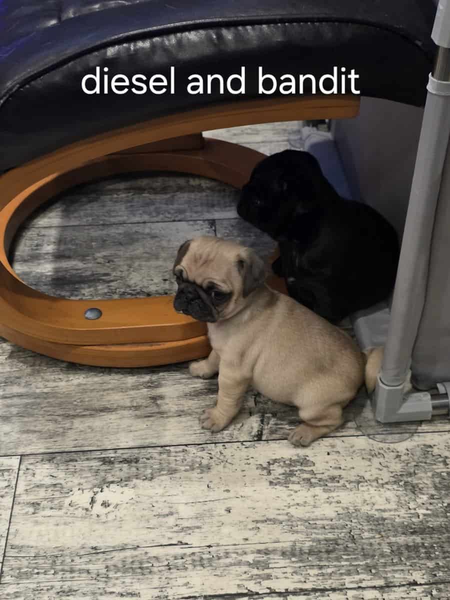 Pug puppies image 1