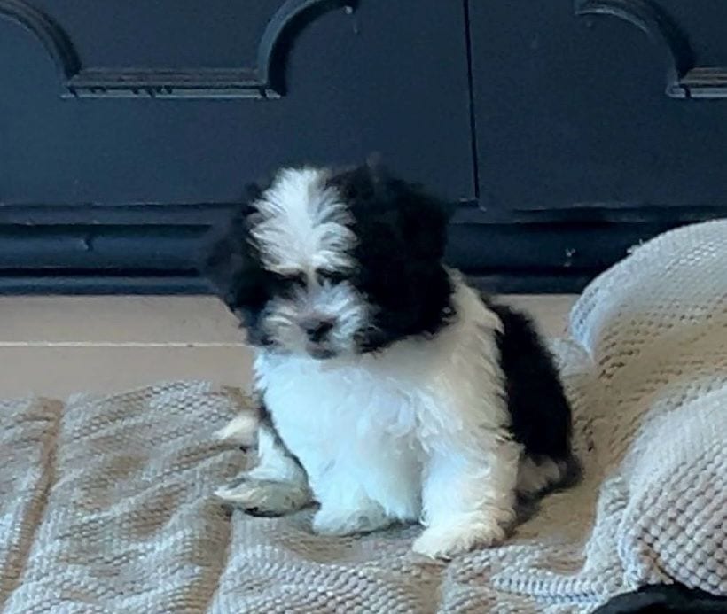 Shih Tzu 2 months old male image 1